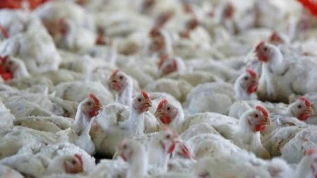 Government Bans Import of Poultry Products