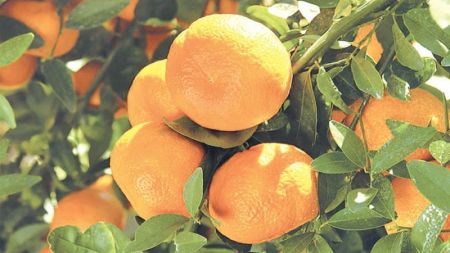 Government’s Plan to Export Citrus Fruits to China Suffers a Blow