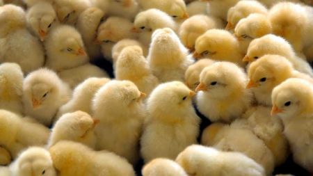Price of Chicken up by 36 Percent as Production Declines 