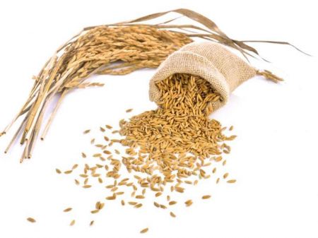Food Company Procures Paddy worth Rs 781 Million
