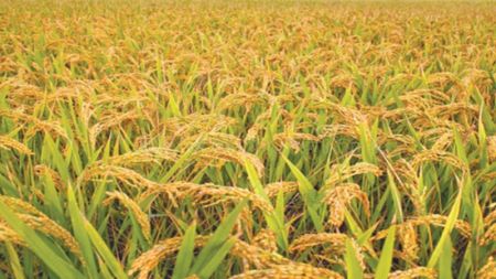 Food Production Declining in Nepal