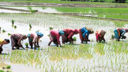 Farmers Start Paddy Plantation Amid Covid-19 Pandemic