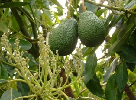 Commercial Farming of Avocado Flourishing in Bhojpur