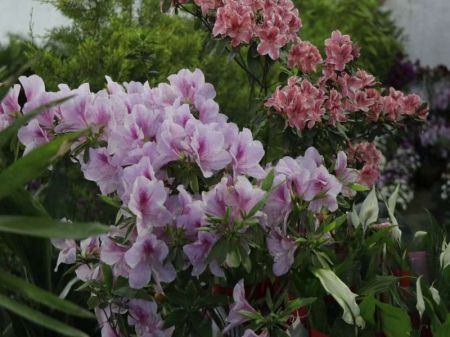 Floods Damage Flowers worth Rs 50 Million