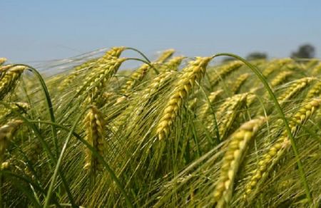 Farmers Likely to Face Fertilizer Shortage during Wheat-Sowing Season 
