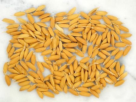 JICA to support Strengthening of Seed Production, Supply and Quality Control System in Nepal