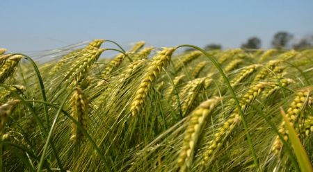 Farmers Face Shortage of Fertilizer Once Again for Planting Wheat