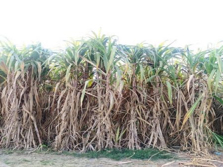 Government Fixes Support Price of Sugarcane after the Produce Dry Up