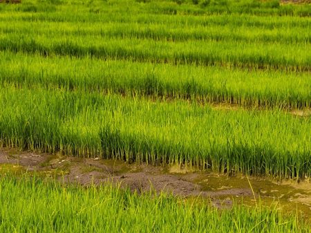 Paddy Farmers Demand Compensation for Faulty Seeds