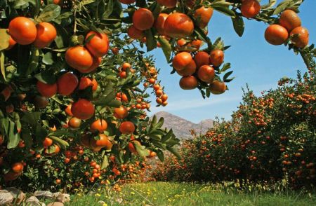 Export of Citrus Fruits to China remains Stalled