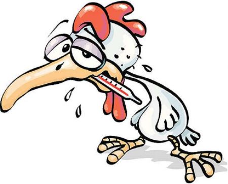 Bird Flu on the Rise