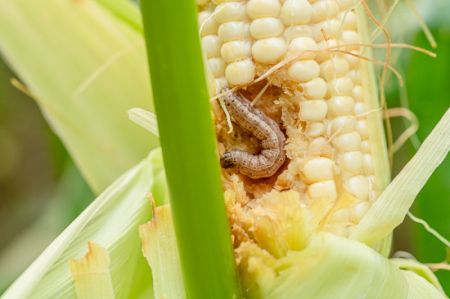 Fall Armyworms Affect Maize Plantation across the Country