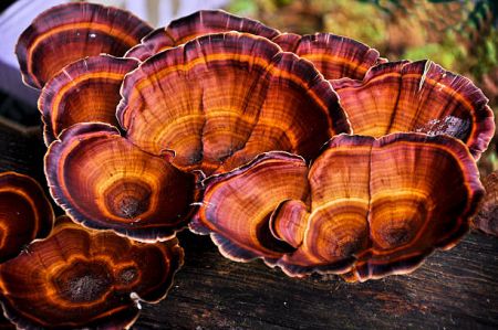 Production and Sales of Red Mushroom begins in Kathmandu
