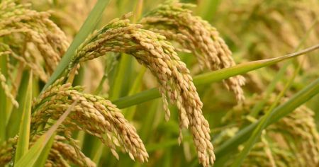 Agriculture Statistics does not Match with Data of other Government Agencies