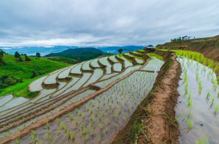 Government Marks National Paddy Day amid Scarcity of Chemical Fertilizers