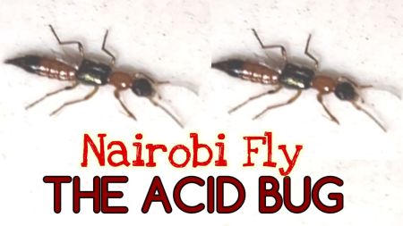 Infection of Nairobi Fly Reported with the Onset of Monson
