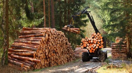 Nepal Imports Timber worth Millions while Domestic Products Rot in Forest 
