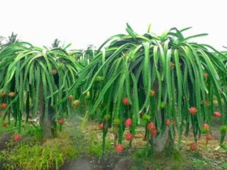 Commercial Farming Of Dragon Fruit Starts In Parbat