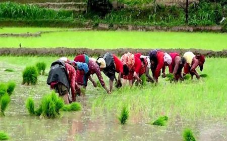 Mahottari Records Only 40 Percent Paddy Cultivation Due to Lack of Rainfall