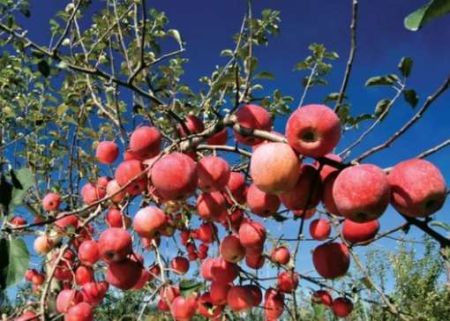 Jumla Exports Over 21,000 Metric Tonnes of Apples