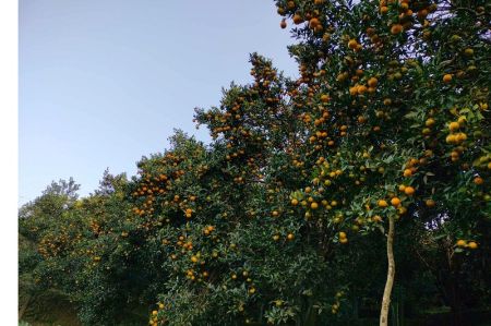 Orange Farming up in Gandaki Province