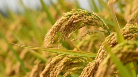 Government Fails to Import Paddy from India as Food Crisis Looms