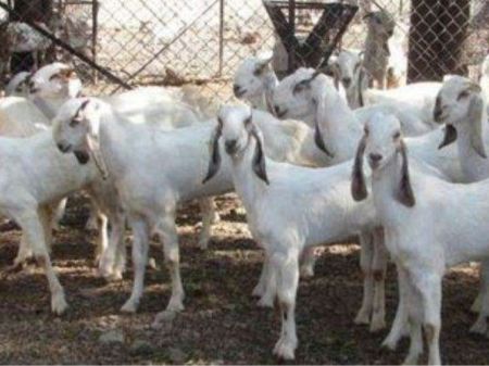 Karnali Province Exports Goats Worth Rs 3.24 Billion
