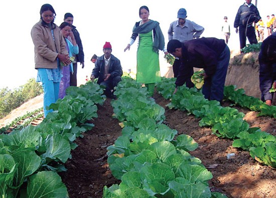Farmers working in an organic farm.