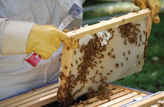 BeeKeeping