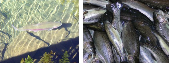 Rainbow Trout Business in Nepal